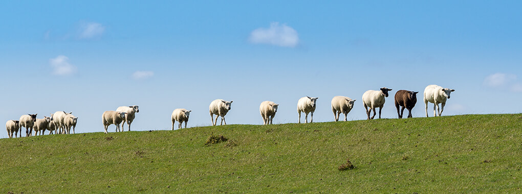 Breitband-Zweckverbandes Südliches Nordfriesland streicht die Mehrmeterregelung Breitband-Zweckverbandes Südliches Nordfriesland streicht die Mehrmeterregelung